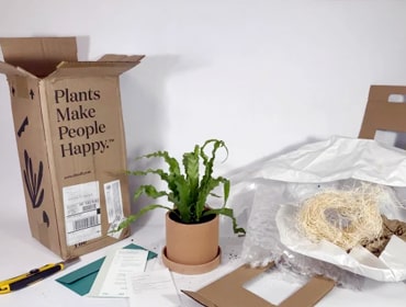 cara mengemas tanaman